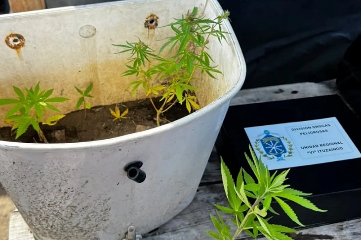 Bº La Florida: la policía secuestró plantines de marihuana